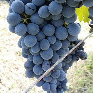 Conosci veramente la Barbera?