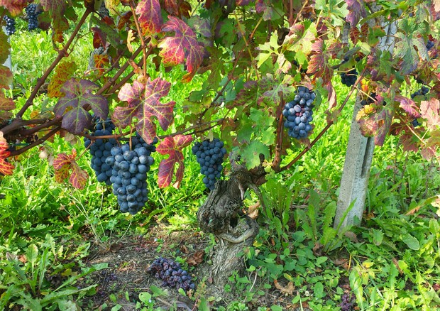 VINO: BOOM DEL NIZZA DOCG, IN TRE ANNI RADDOPPIATE BOTTIGLIE