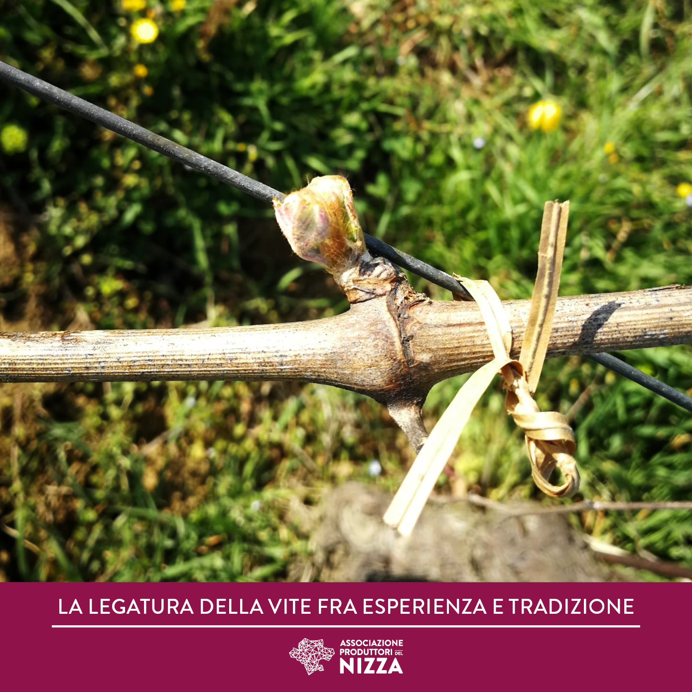 LA LEGATURA DELLA VITE FRA ESPERIENZA E TRADIZIONE