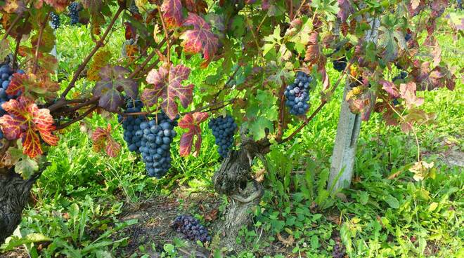NIZZA VENDEMMIA 2019: UNA CRESCITA A DOPPIA CIFRA RISPETTO AL 2018