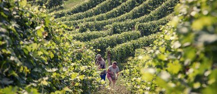 NIZZA DOCG. Crescita del 4%. Ora al lavoro su gestione volumi e «mega»