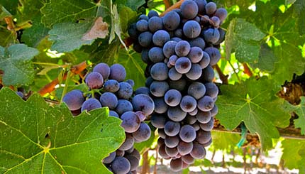 VINO. IL NIZZA DOCG ASPETTA LA VENDEMMIA DELLE UVE BARBERA (TRA METÀ E FINE SETTEMBRE) E INTANTO SI ASSOCIANO ALTRE NOVE NUOVE CANTINE