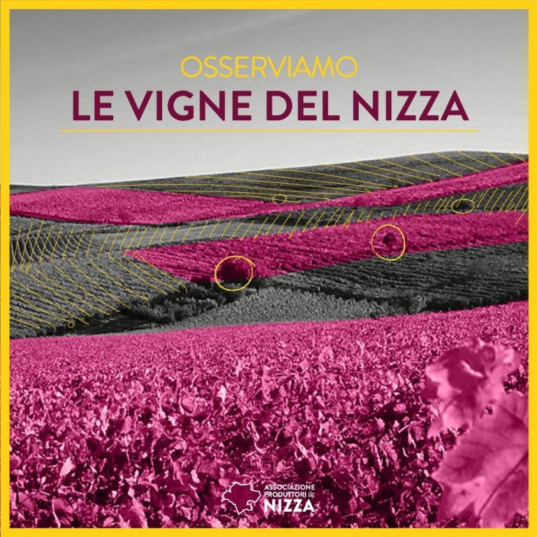 LE VIGNE DEL NIZZA