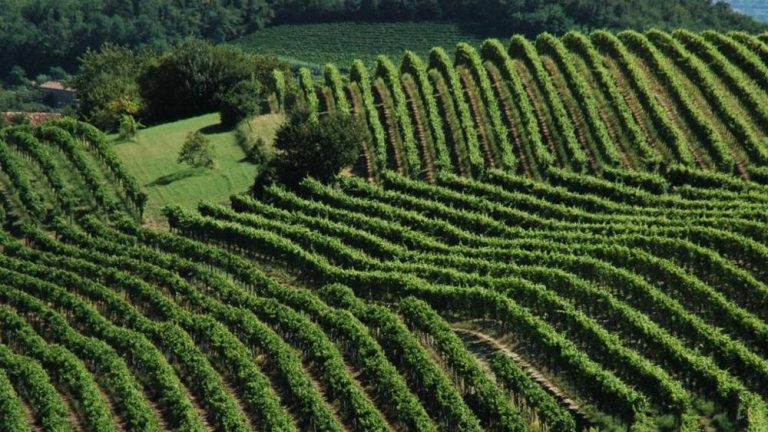 L'INGEGNERE CHE DISEGNA LE MAPPE DEI VIGNETI