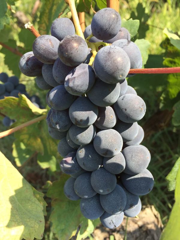 L'ASSOCIAZIONE PRODUTTORI DEL NIZZA HA 9 SOCI IN PIÙ PER LA PROSSIMA VENDEMMIA