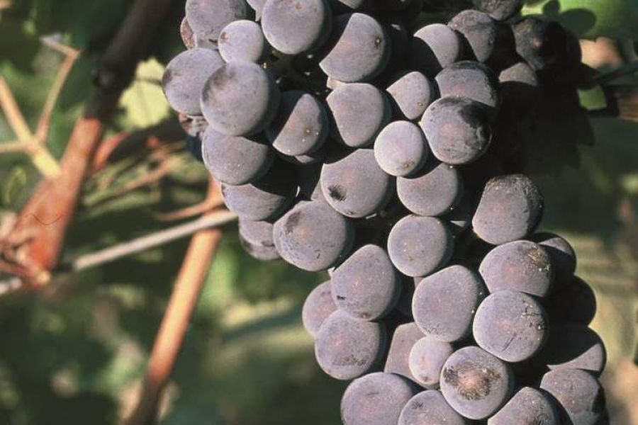 MONFERRATO: SIGILLO DELL'UNIONE EUROPEA ALLA DOCG NIZZA (BARBERA SUPERIORE)
